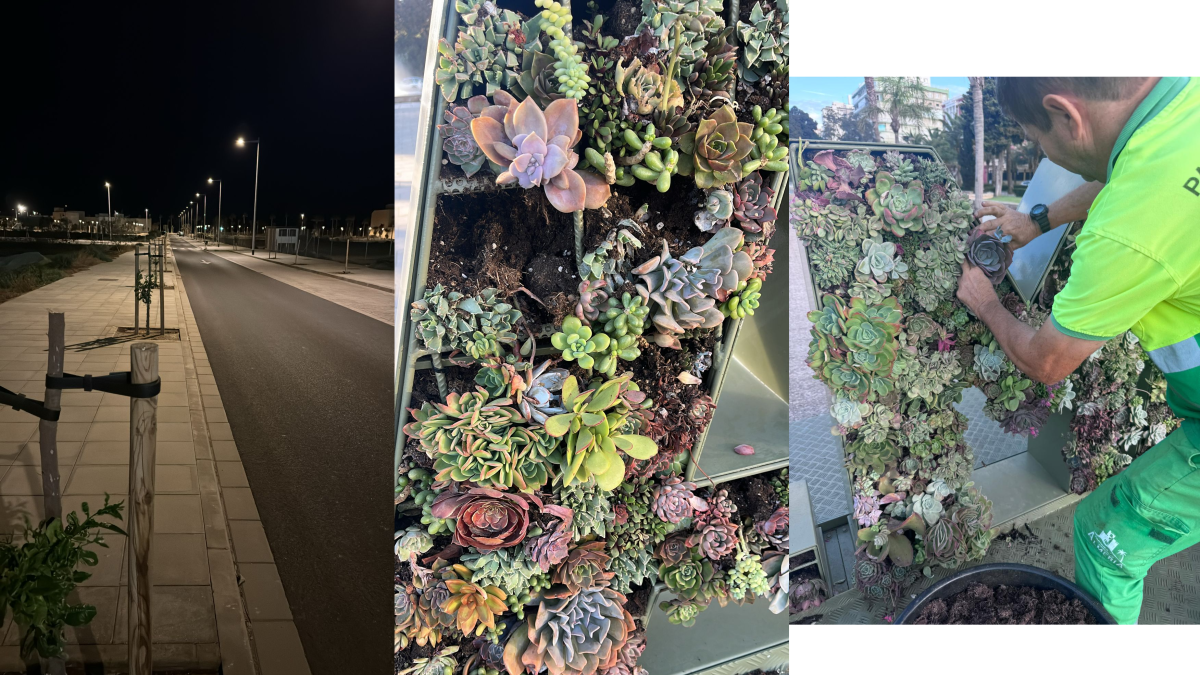 Árboles cortados por la mitad, falta de cactus en el Parque Nicolás y su reposición