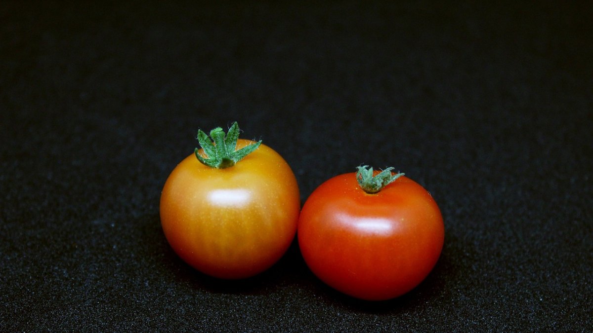 COAG denuncia el mayor fraude de origen de la UE: Bruselas quiere ocultar a los consumidores que compran productos del Sáhara Occidental