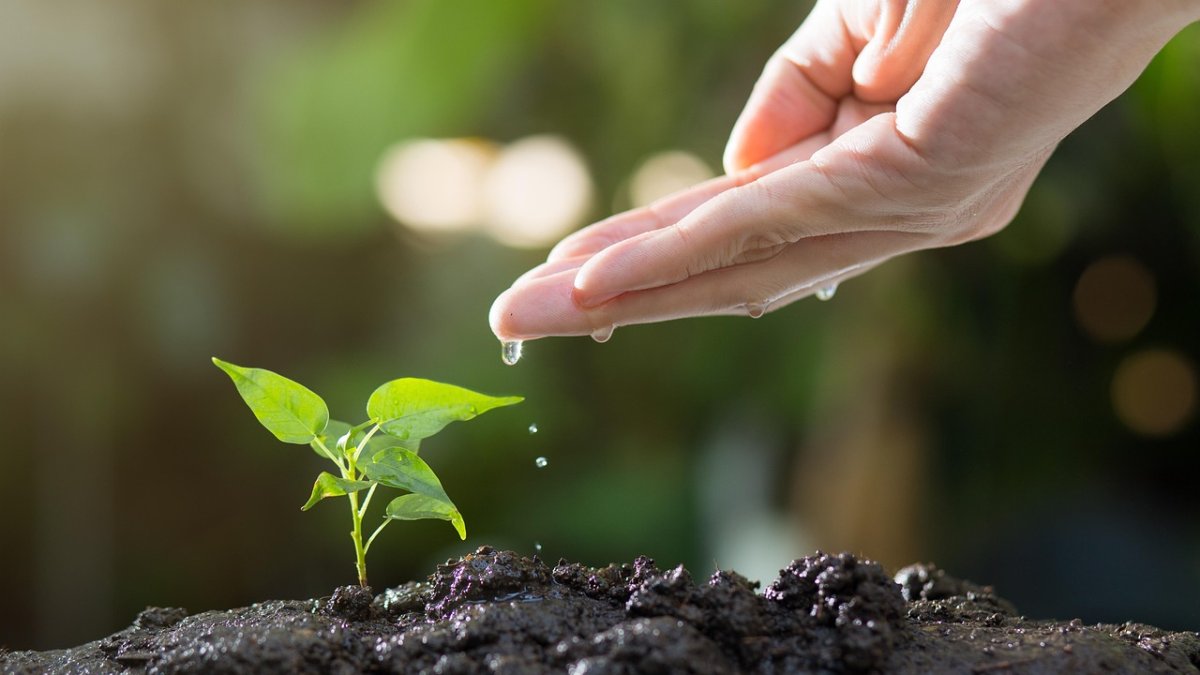 Los participantes conocieron de primera mano la aplicación real de diferentes prácticas de manejo sostenible orientadas a la regeneración del ecosistema agrícola