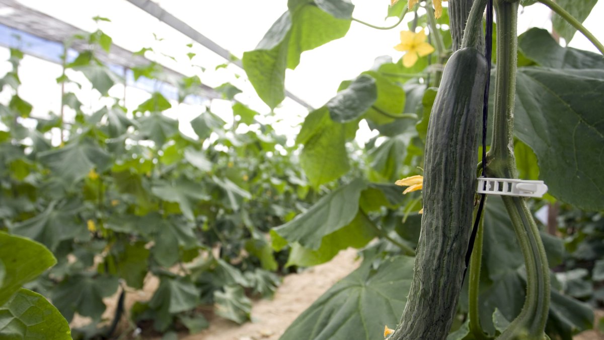 Cultivo de pepino en un invernadero de Almería.
