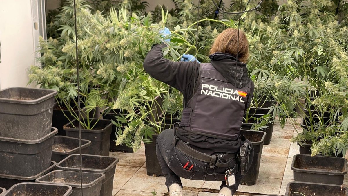 Marihuana intervenida.