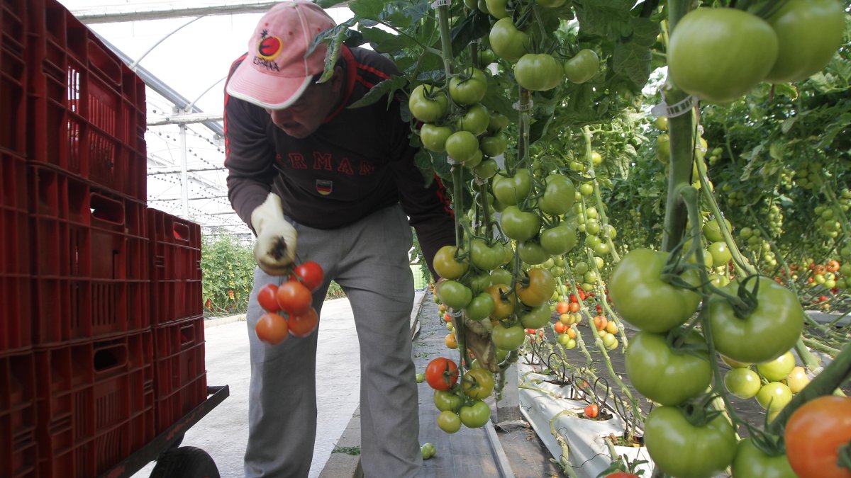 Trabajador extranjero en un invernadero almeriense.