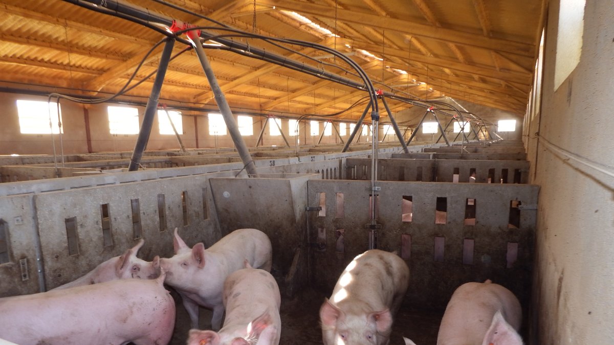 Granja de cerdos en el Levante almeriense.