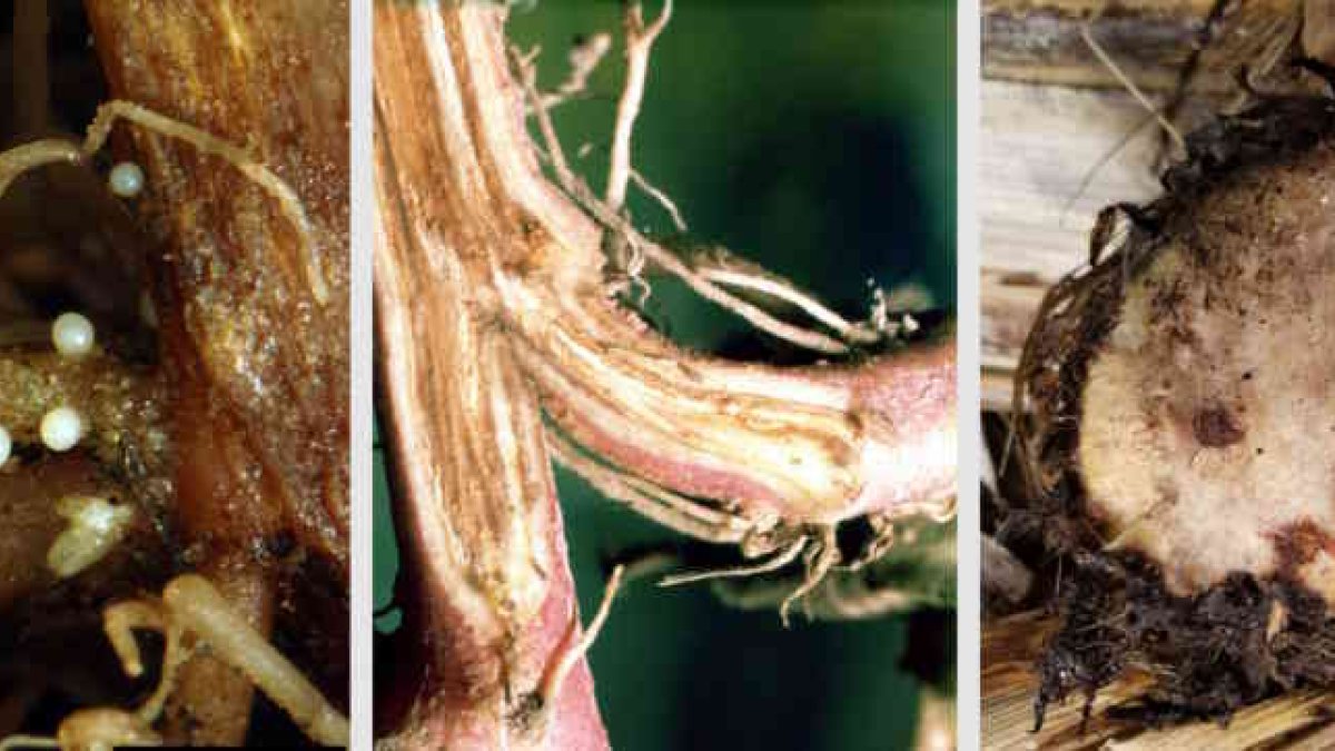 Ejemplos de enfermedades de las plantas a las que se dirige CROPSAFE