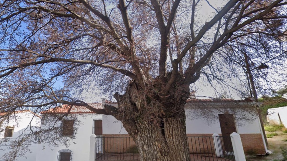 Olmo milenario en la placeta de este pueblo almeriense.