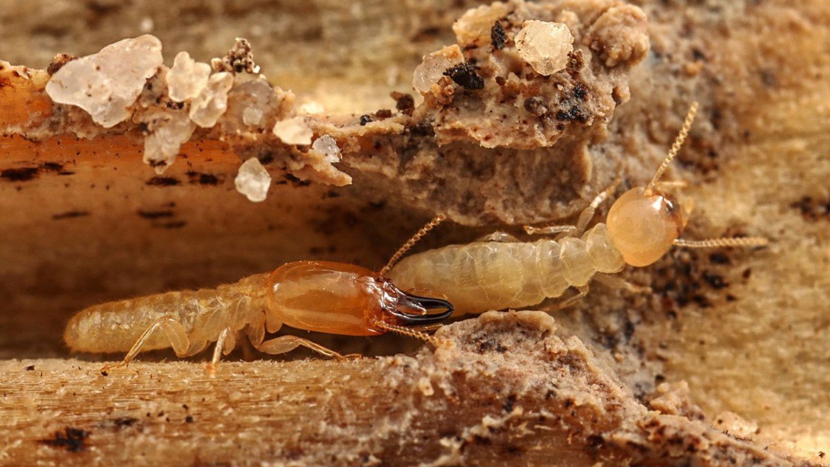 Termitas subterráneas excavando galerías en el interior de la madera.