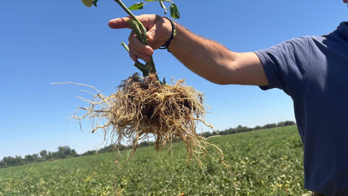 Las raíces son el motor metabólico de la planta, ya que permite absorber los nutrientes y agua necesarios para el desarrollo del fruto y la futura brotación.