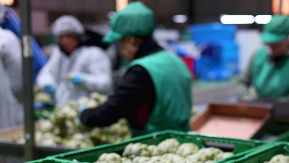 Almacén alcachofa Eurofruits Levante.