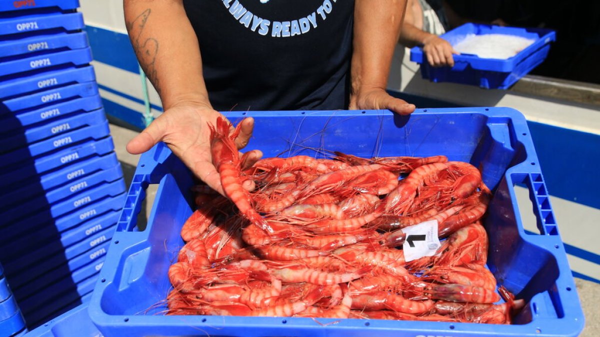 La gamba roja es la estrella de las lonjas almerienses.