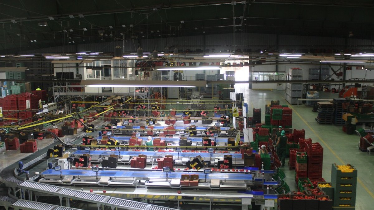 Manipulación hortofrutícola en una fábrica.