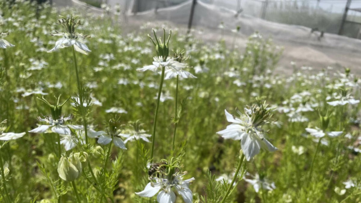 Cultivos de plantas de comino negro.