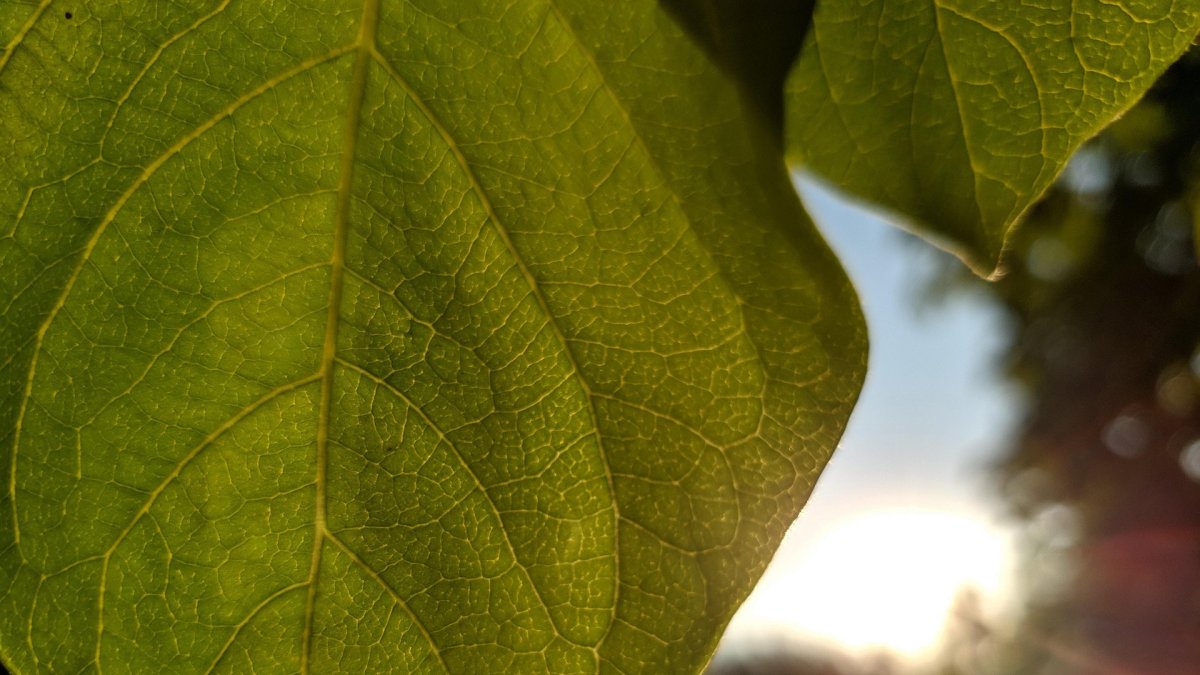 ANECOOP avanza en sostenibilidad, consolida la medalla de plata de EcoVadis y asciende en la calificación global