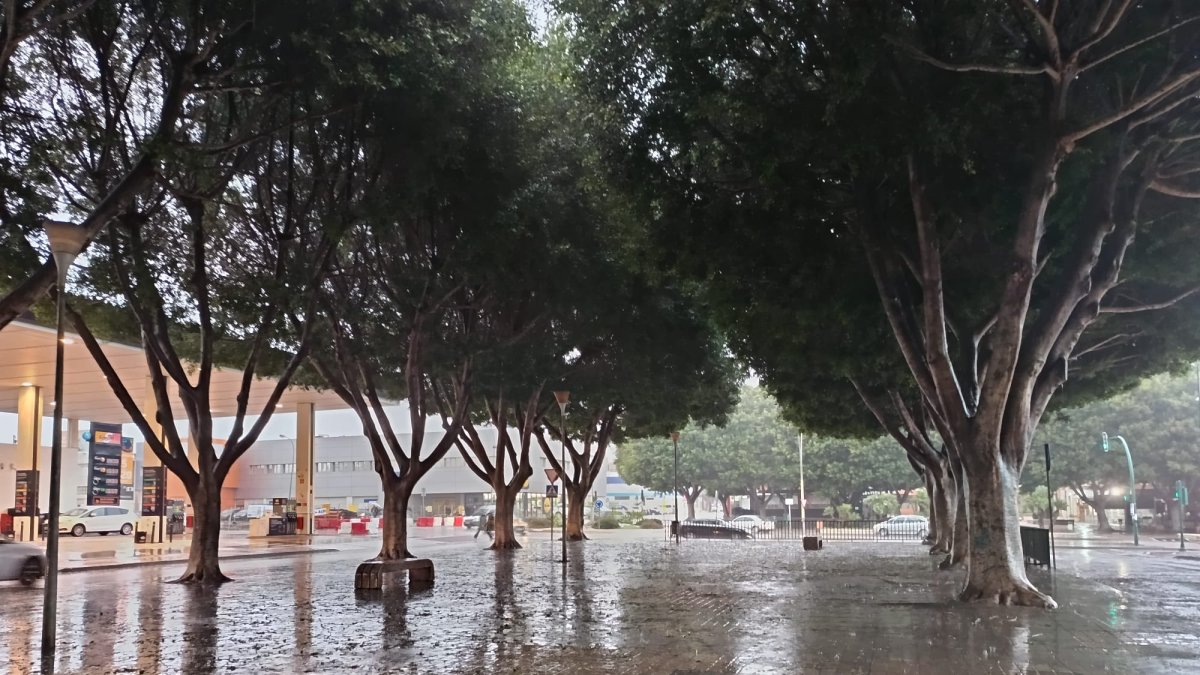 Foto de una zona arbolada de la capital este miércoles