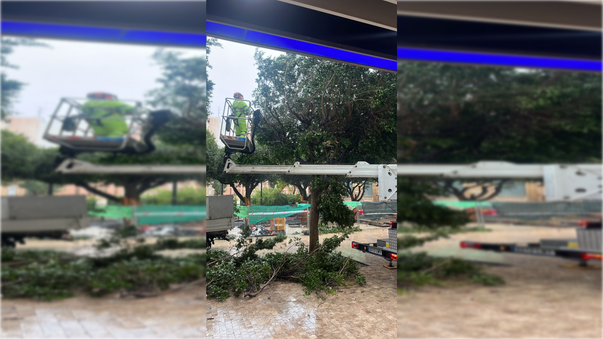 Trabajadores del servicio de parques y jardines eliminando el ficus caído junto a la entidad financiera