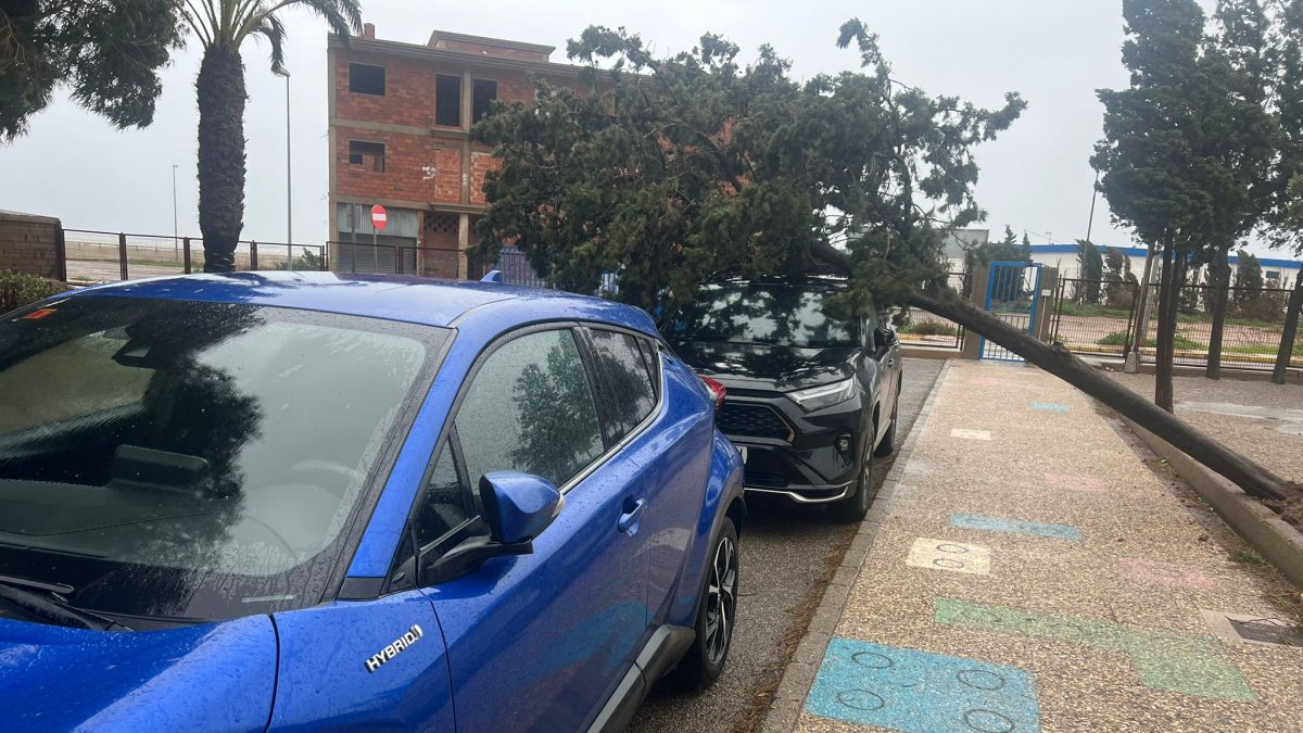 Un árbol cae sobre un coche a las puertas del Ceip Juan Orea