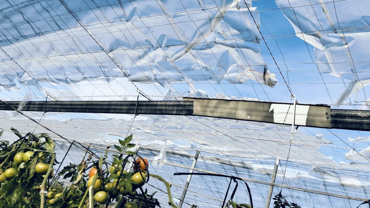 Paco Moreno muestra a LA VOZ y Cadena SER cómo ha quedado su invernadero tras el último temporal.