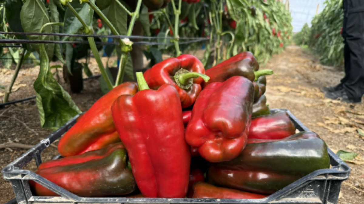 Pimiento Lamuyo rojo