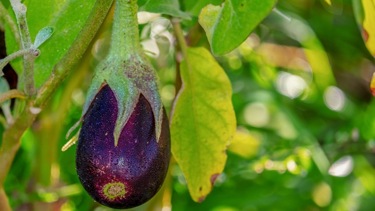 AFHORFRESH prevé mantener en 2026 el crecimiento del mercado de frutas y hortalizas de IV Gama tras cerrar 2025 con un aumento del 10%.