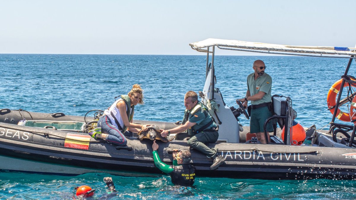 Tortuga devuelta al mar tras la haber recibido asistencia y cuidado de la mano de Equinac.