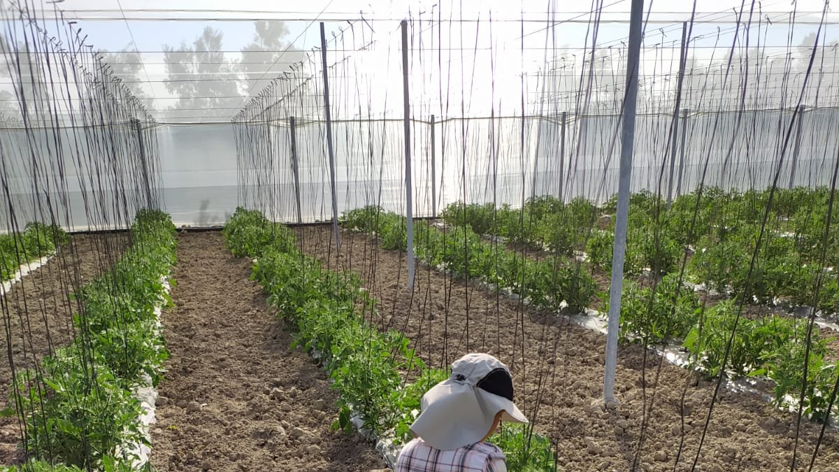 Trabajadora en un invernadero almeriense.