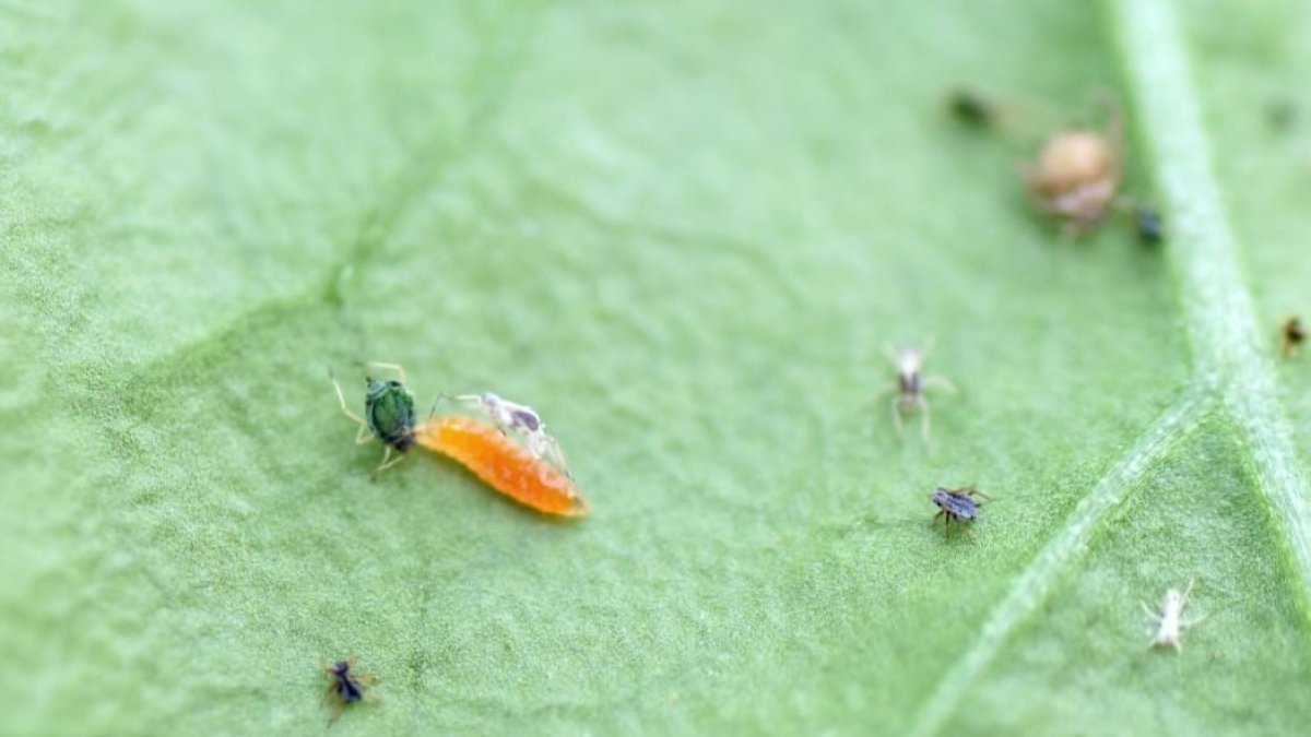 Las hormigas protegen a algunos enemigos naturales de los pulgones y favorece a otros, reorganizando la comunidad que controla la plaga