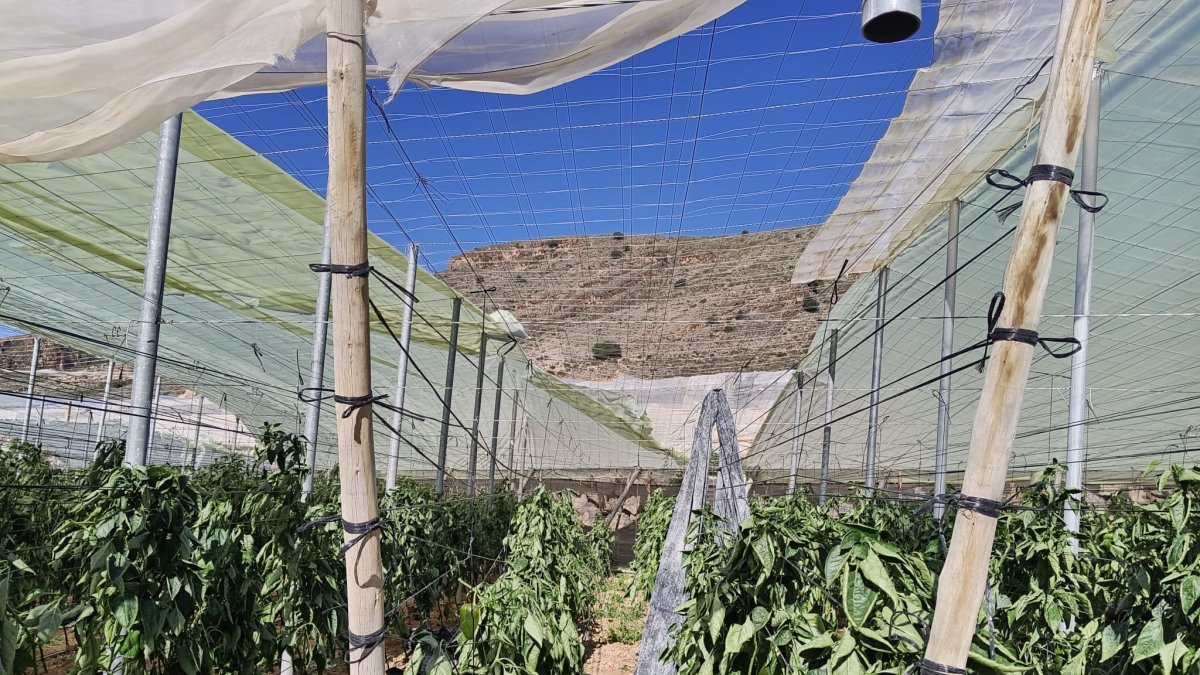 COAG pide la inclusión de la comarca de Los Vélez en el paquete del Gobierno y solicita a la Junta de Andalucía que sus medidas prioricen a las explotaciones más afectadas.