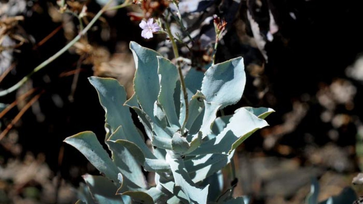 Ejemplar de la planta autóctona de Mojácar.