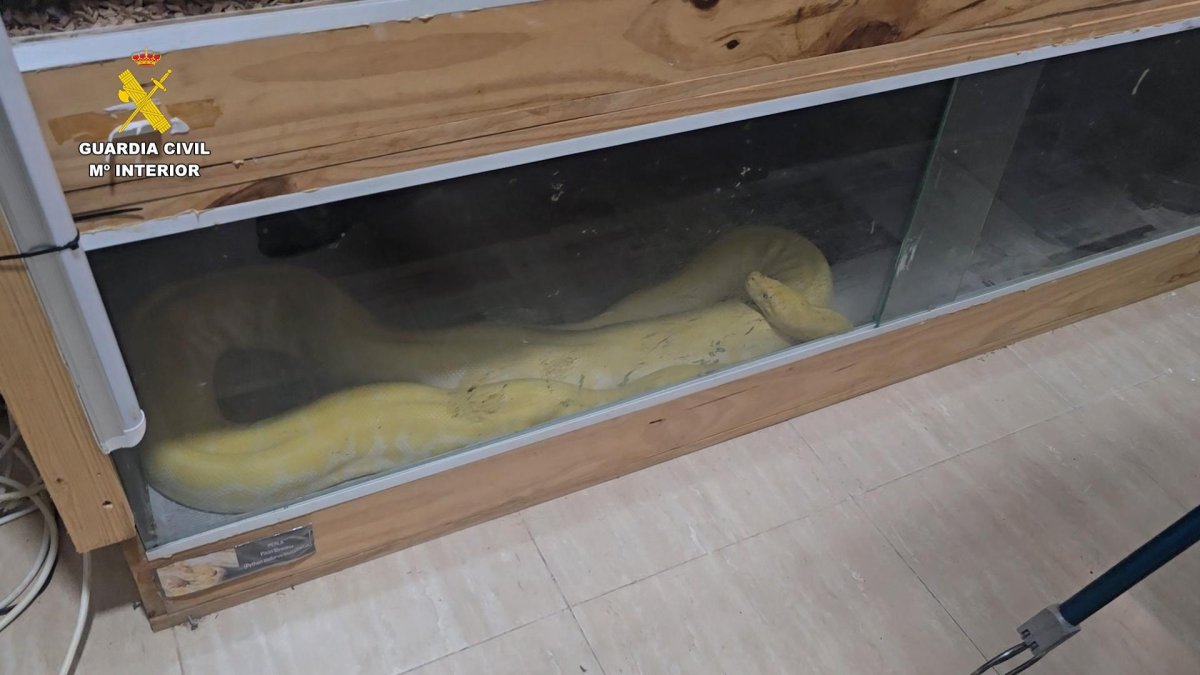 Archivo - Pitón albina intervenida en una vivienda de Roquetas de Mar (Almería).