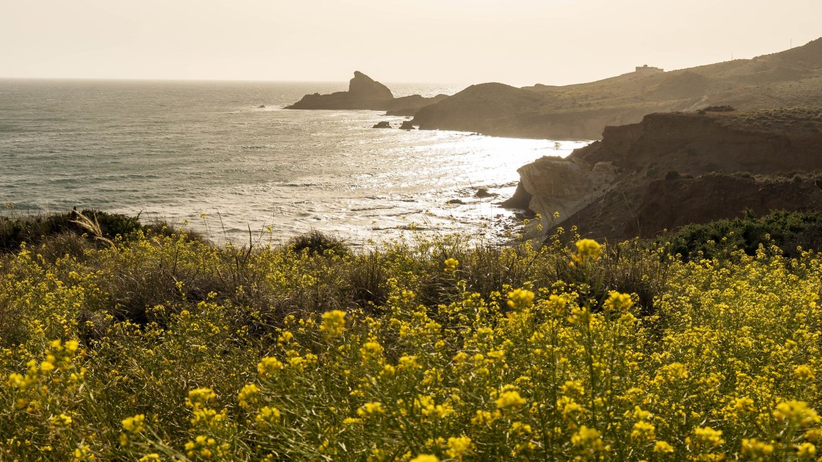 Floración de herbáceas amarillas en el litoral del Parque Natural Cabo de Gata-Níjar (Almería).