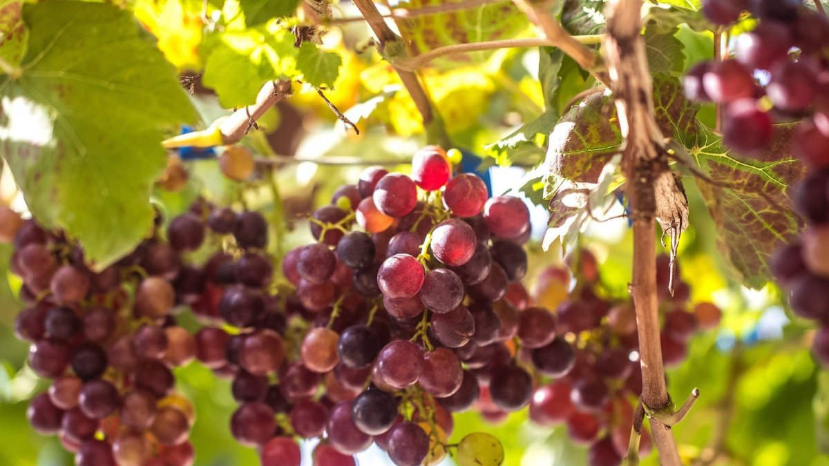 Imagen de un viñedo