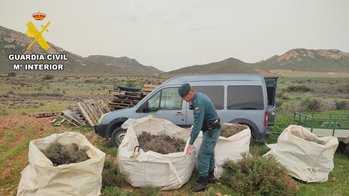 La Guardia Civil incautó varios sacos con un total de 100 kilos de tomillo recolectado sin autorización.