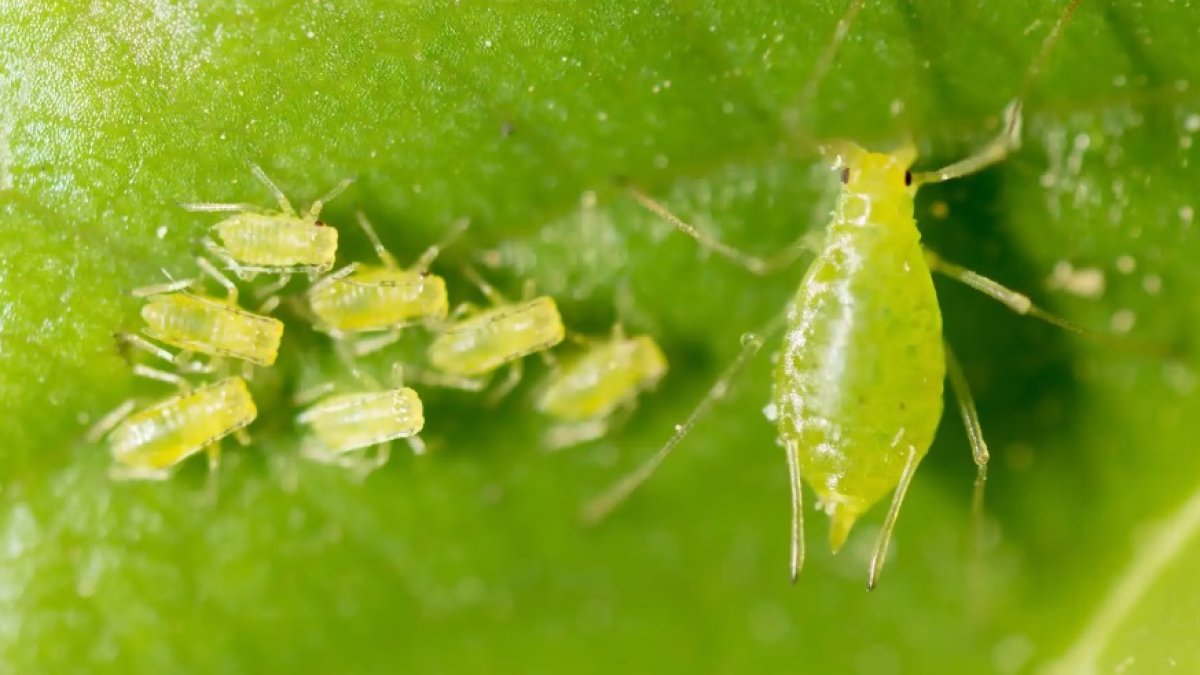 ASAJA advierte de que la falta de soluciones eficaces puede provocar importantes pérdidas de producción