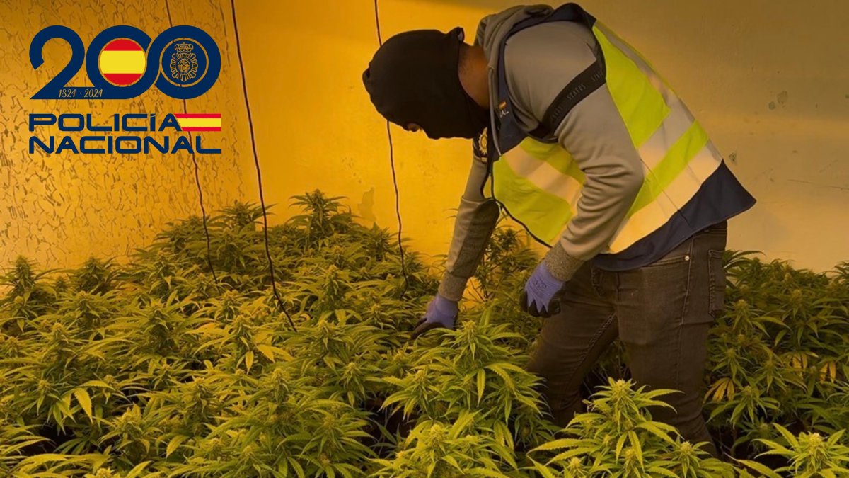 Agente entra en el cultivo de marihuana donde se han aprendido 10.000 plantas.