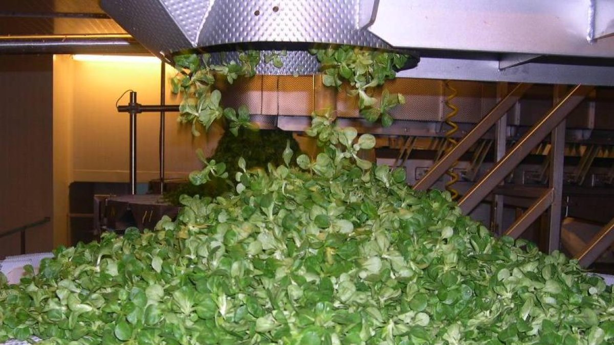 Las empresas del sector agrupadas en AFHORFRESH continúan adoptando todas las medidas a su alcance para mitigar estos efectos