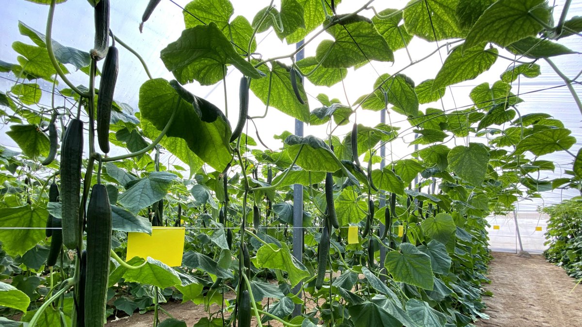 Cajamar pone en marcha una nueva línea de financiación para agricultores de cultivos intensivos bajo plástico de Almería