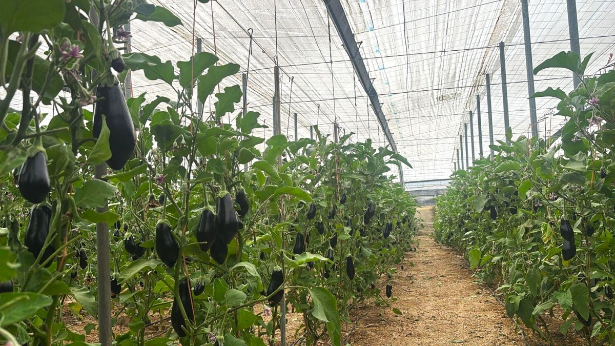 Plantación de la berenjena Pataonia F1 de Takii Semillas.