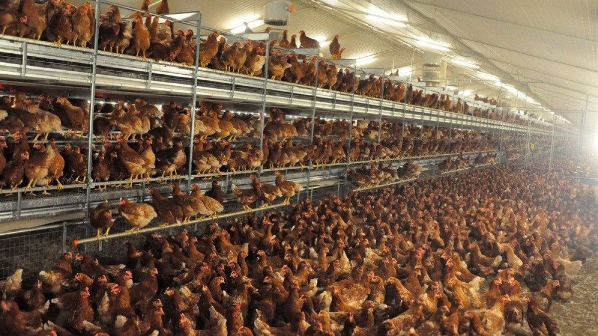 Imagen de archivo de una macrogranja de gallinas.