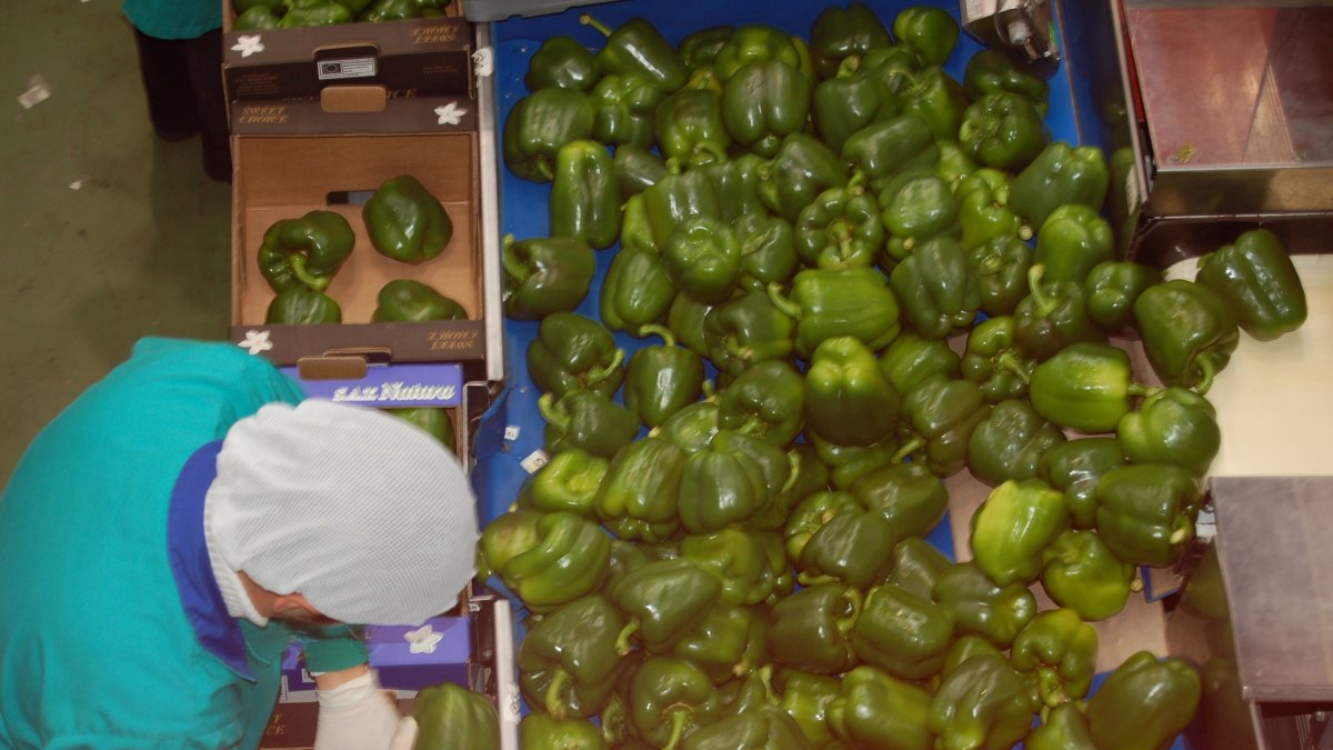 Una mujer en un almacén de manipulado hortofrutícola de la provincia.