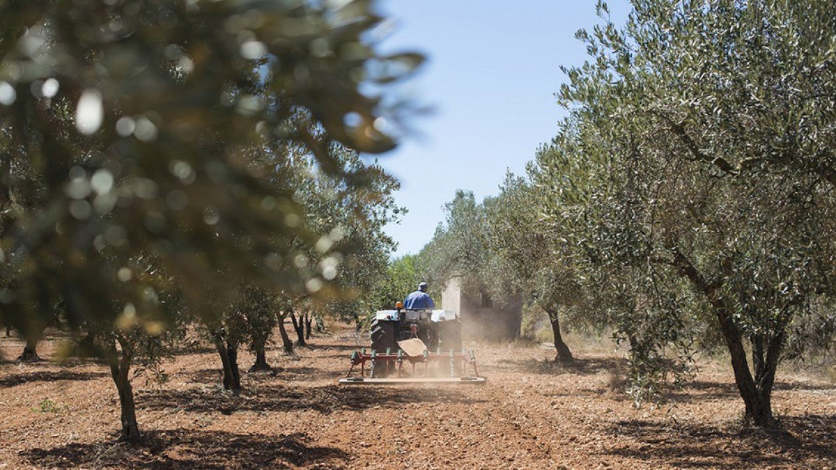 Un tractor realiza tareas de labranza en un olivar.