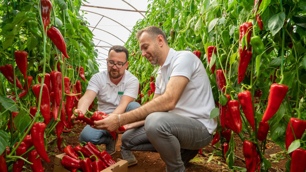 A partir de junio, Fitó comenzará a incorporar la nueva identidad corporativa en el packaging,