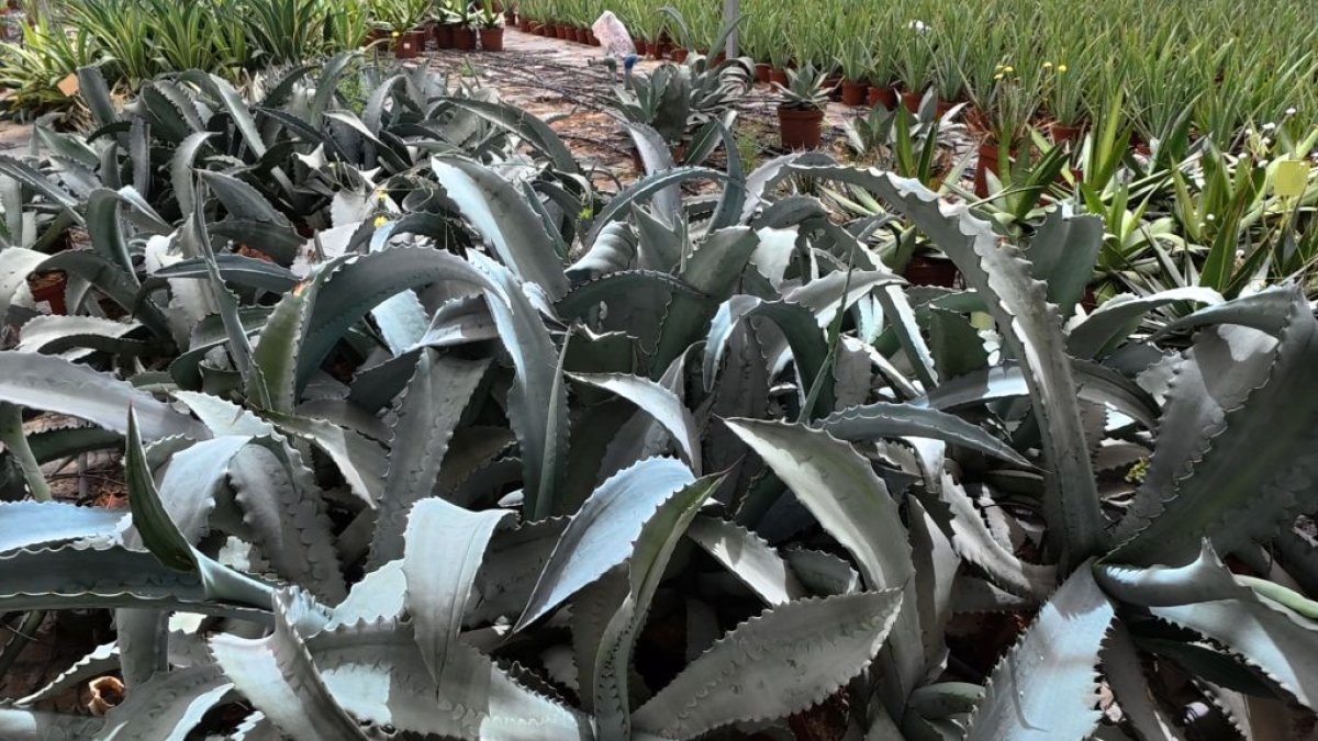 Plantas del Cabo, empresa almeriense integrada en Plantaespaña, ha consolidado un modelo de producción especializado en cultivos ornamentales de alta calidad