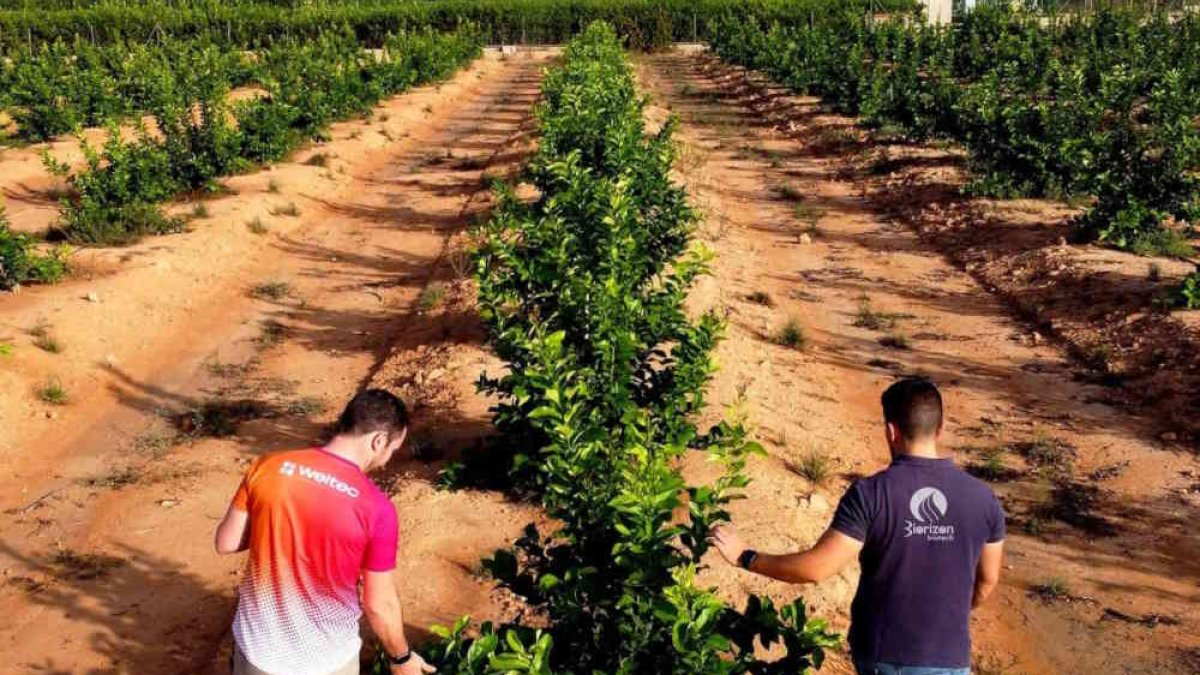 Ambas compañías presentarán su estrategia conjunta durante Citrus Forum 2026 con una ponencia magistral el 5 de junio.