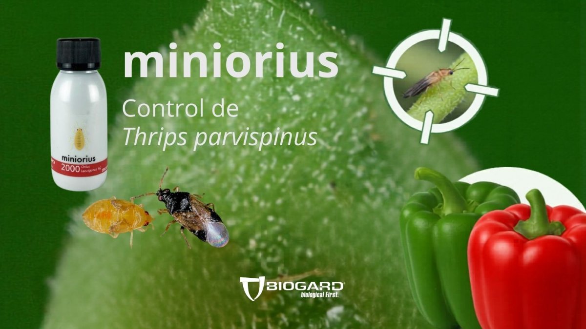 Para reforzar las estrategias preventivas, BIOGARD dispone de Miniorius