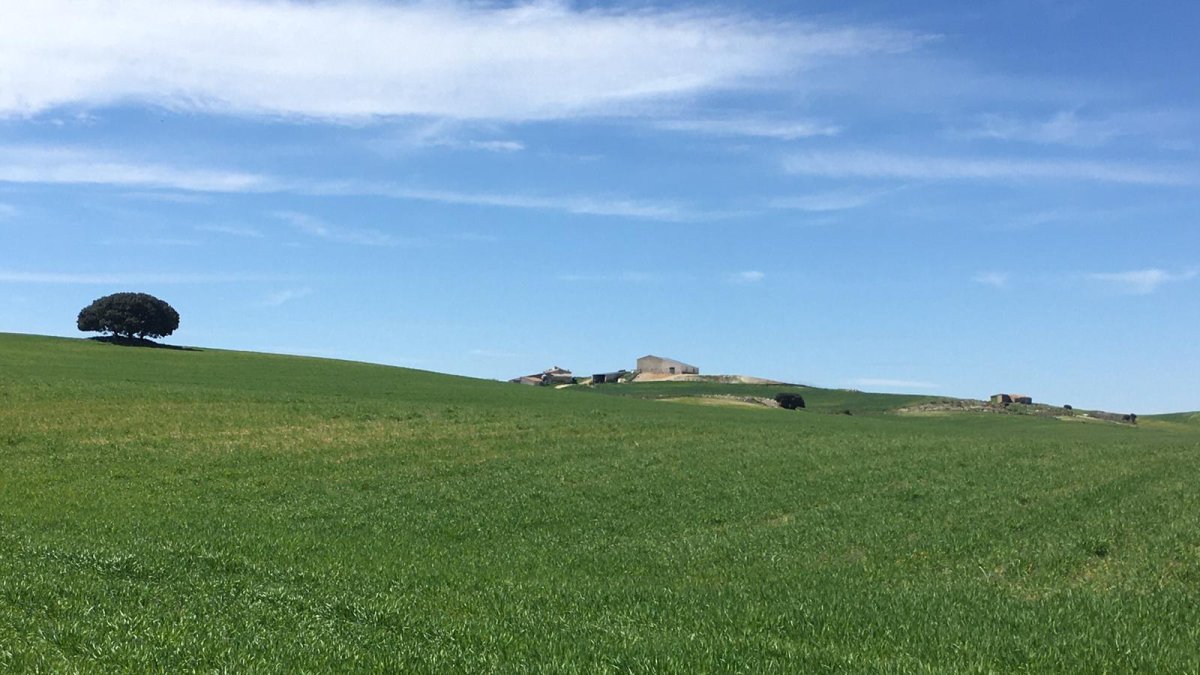 Los agricultores afrontan una cosecha aceptable en producción, pero insuficiente para cubrir costes.