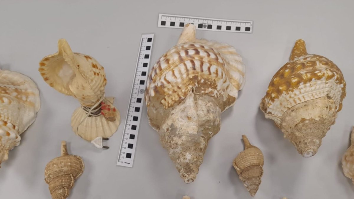 Caracolas intervenidas que estaban a la venta en el rastro del Parque Nicolás Salmerón.