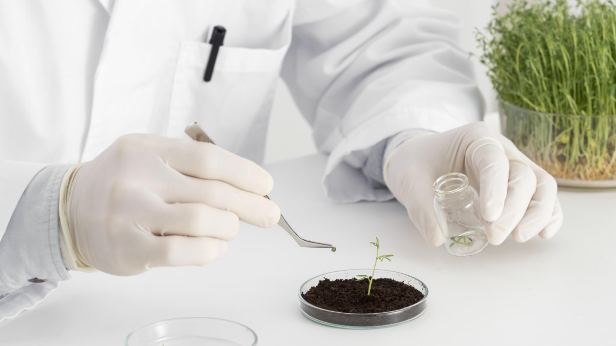 Planta tratada en un laboratorio.