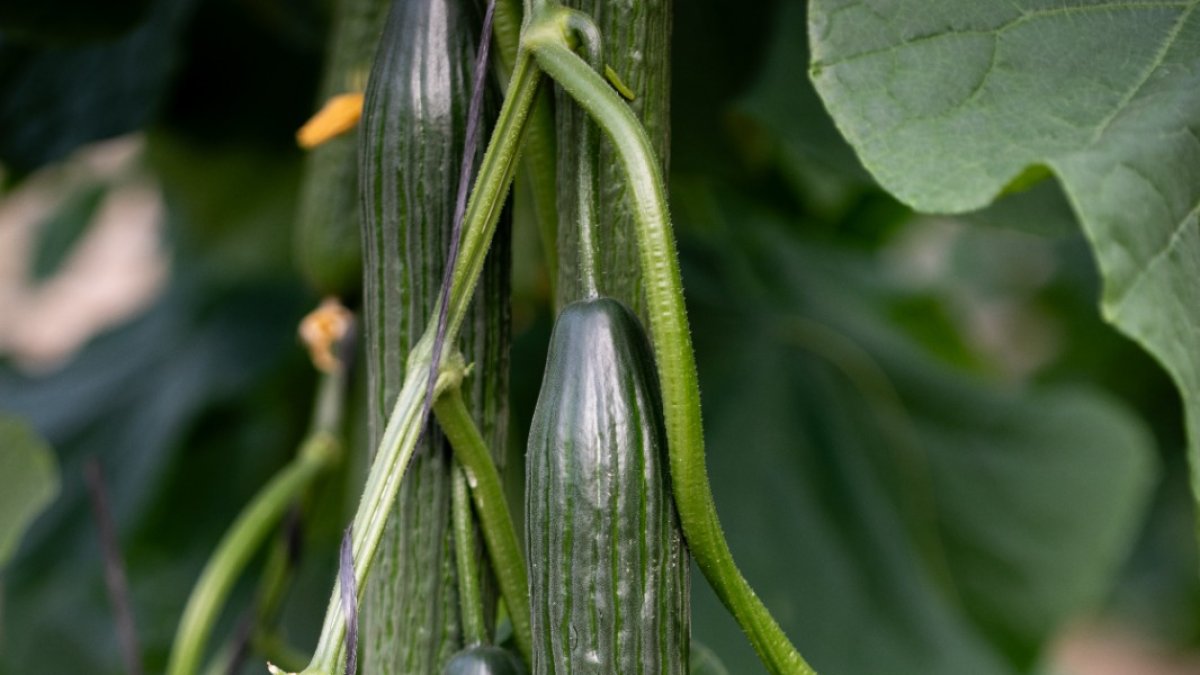 La compañía presenta una gama de pepino que combina innovación, resistencia y calidad comercial.