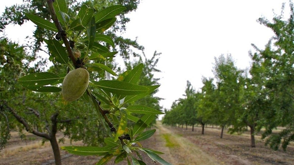 Archivo - Almendros en una explotación agrícola.