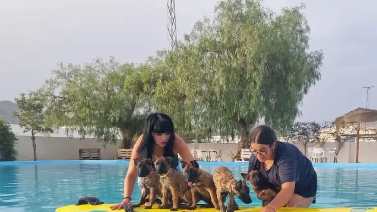 A la izquierda, María entrenando a las pequeñas crías para lanzarse al agua.