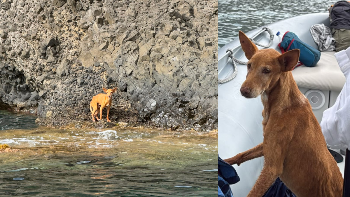 El rescate de Bergantín en una zona inaccesible de Las Negras.